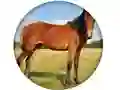 Lojë Animal Quiz në internet