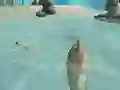 Lojë Shark Simulator Beach Killer në internet