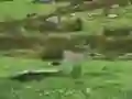 Lojë Pigeons Hunting në internet