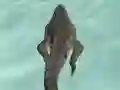 Lojë Crocodile Simulator Beach Hunt në internet