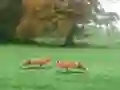 Lojë Hunted Fox në internet