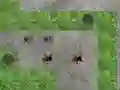 Lojë Spider Tower Defence në internet