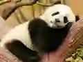 Lojë Animal Differences në internet