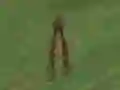 Lojë Dino Hunt në internet