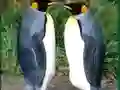 Lojë Penguin Puzzle në internet