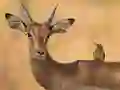 Lojë Wild Deer Jigsaw në internet