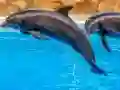 Lojë Sea Dolphin Jigsaw në internet