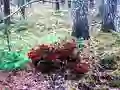 Lojë Bernati Forest Adventure në internet