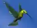 Lojë Hummingbird House Escape në internet
