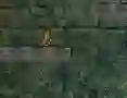Lojë Bunny Adventure në internet