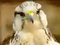 Lojë Gyrfalcon Jigsaw në internet