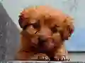 Lojë Puppy Puzzle në internet