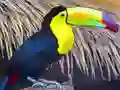 Lojë Toucan Bird Jigsaw në internet