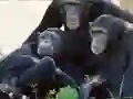 Lojë Funny Chimpanzee Jungle Escape në internet