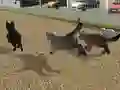 Lojë Run Cat Cat Race në internet