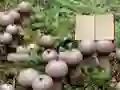 Lojë Lycoperdon Mushroom Land Escape në internet