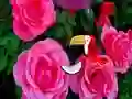 Lojë Precious Rose Escape në internet