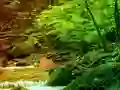 Lojë Peaceful Rainbow Forest Escape në internet