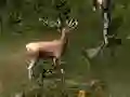 Lojë Sniper Hunting Deadly Animal në internet