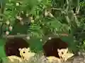 Lojë Escape From Mango Farm në internet
