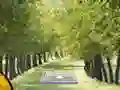 Lojë Pair of Cat Escape në internet