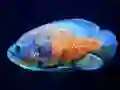 Lojë Tiger Fish Jigsaw në internet