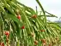 Lojë Dragon Fruit Animal Escape në internet