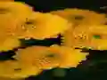 Lojë Chrysanthemums Jigsaw në internet