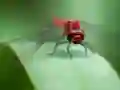 Lojë Dragon Fly Jigsaw në internet