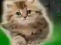 Lojë Couple Kitten Escape në internet
