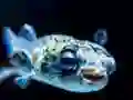 Lojë Puffer Fish Jigsaw në internet