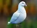 Lojë Realistic Pigeon Rescue në internet