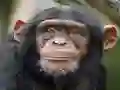 Lojë Chimpanzee Jigsaw në internet