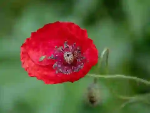 Lojë Poppy Nature Flower Jigsaw në internet