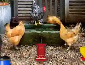 Lojë Poultry Farm Easter Escape në internet
