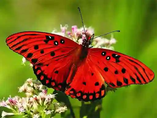 Lojë Nature Jigsaw Puzzle Butterfly në internet