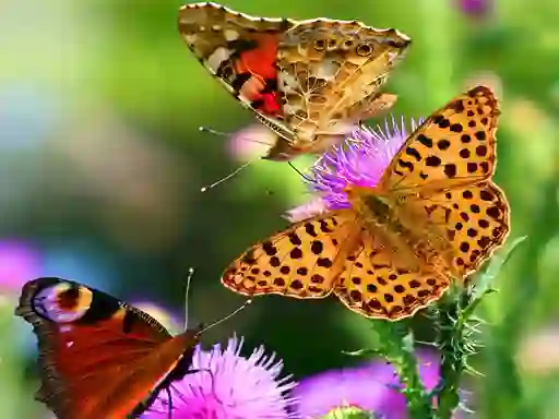 Lojë Butterfly Slide në internet