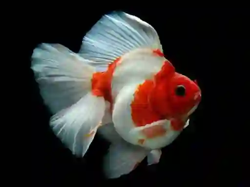 Lojë Gold Fish Jigsaw Puzzle në internet