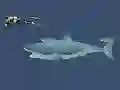 Lojë Mad Shark në internet