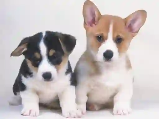 Lojë Cute Puppies Puzzle në internet
