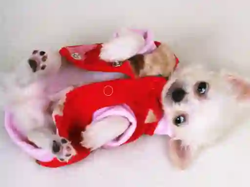 Lojë Lovely Puppy Slide në internet