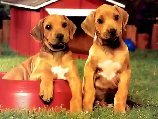 Lojë Puppy Pairs Puzzle në internet