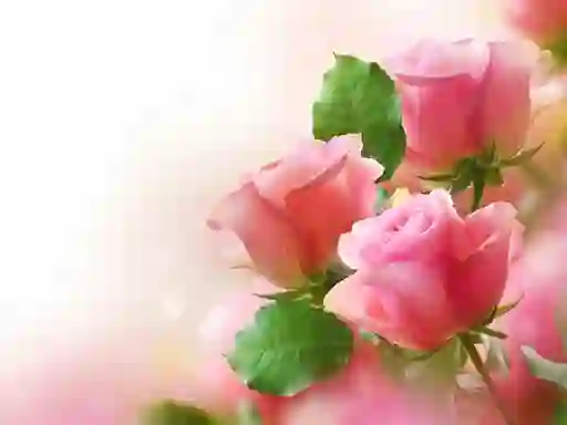 Lojë Pink Roses në internet