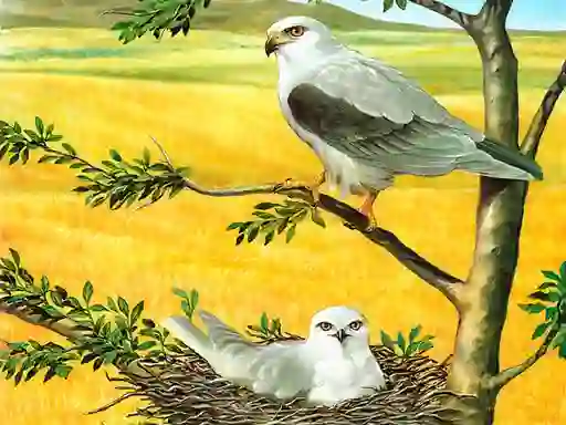Lojë Birds Of Prey Puzzle në internet