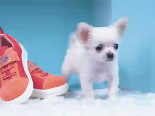 Lojë Lovely Puppy Puzzle në internet