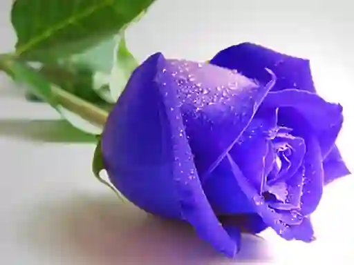 Lojë Blue Roses në internet