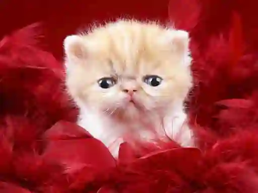 Lojë Funny Kitty në internet