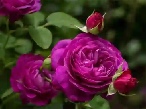 Lojë Purple Roses në internet