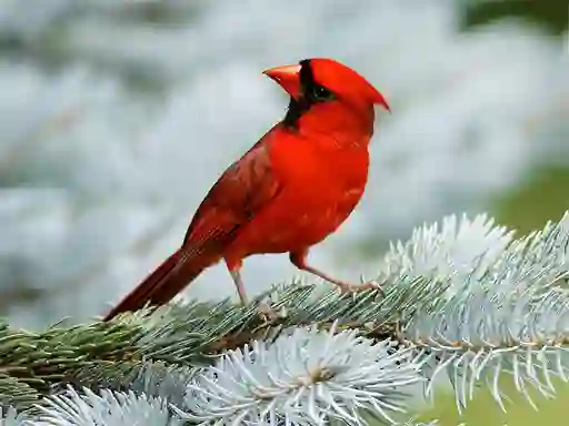 Lojë Birds Puzzle në internet