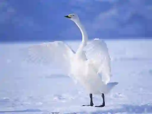 Lojë Graceful Swans në internet